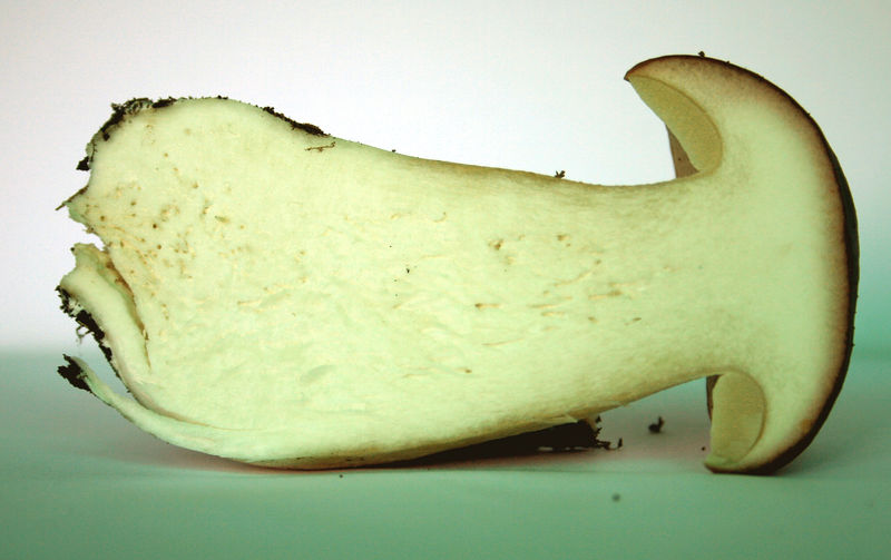 Soubor:Boletus edulis profile 456.jpg