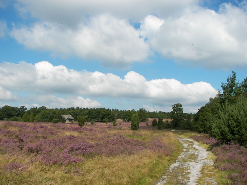 Soubor:Lüneburger Heide 080.jpg