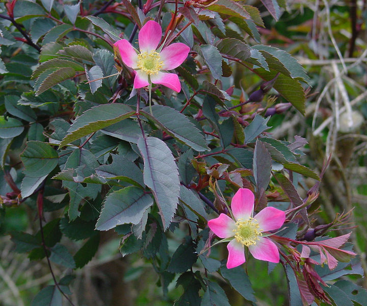 Soubor:Rosa glauca A.jpg