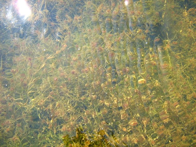 Soubor:Stonewort meadow.jpg