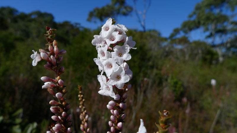 Soubor:Epacris microphylla flower.jpg