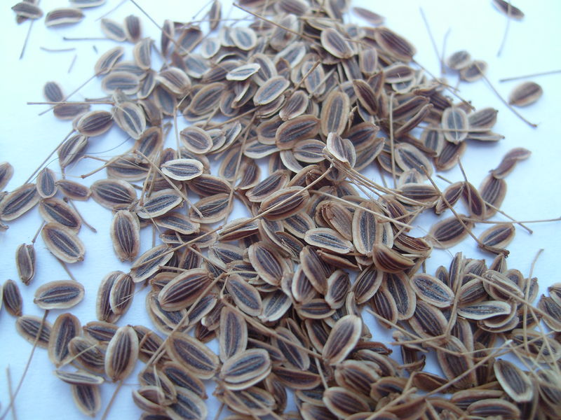 Soubor:Anethum graveolens seeds.JPG