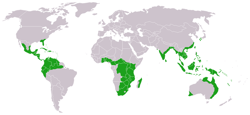 Soubor:Cycads world distribution.png