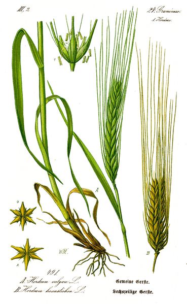 Soubor:Illustration Hordeum vulgare1.jpg