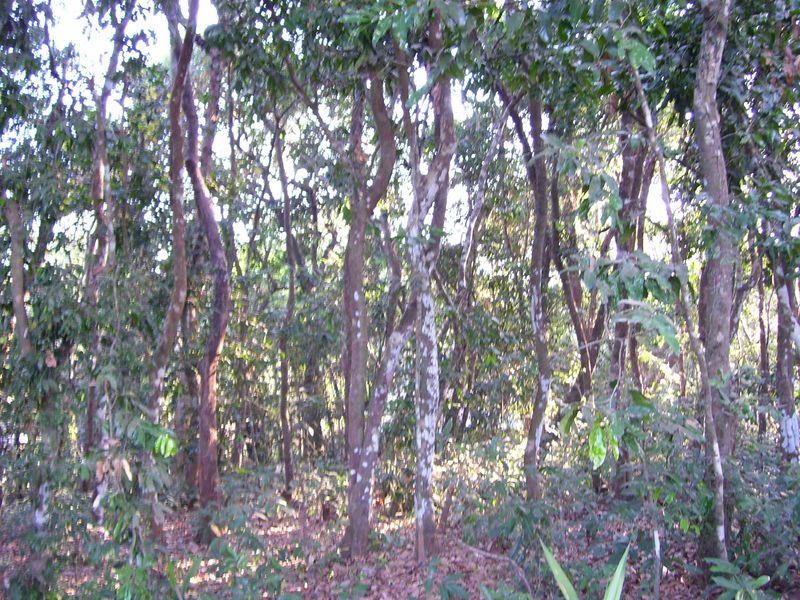 Soubor:Ebonytreeforest.jpg