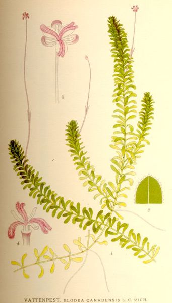 Soubor:Elodea canadensis nf.jpg