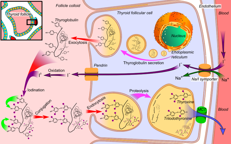 Soubor:Thyroid hormone synthesis.png