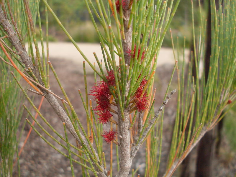 Soubor:Allocasuarina littoralis 1.jpg