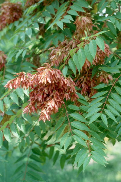 Soubor:Ailanthus altissima RJB.jpg