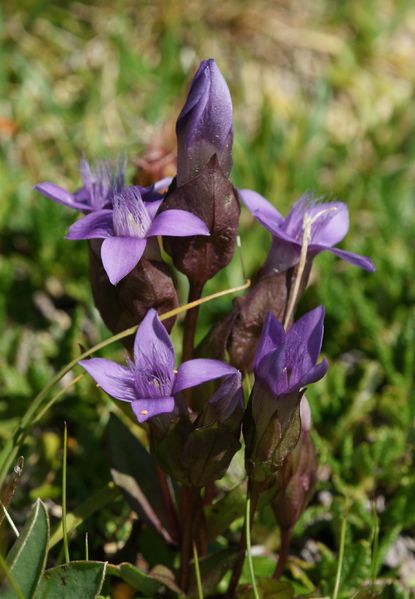 Soubor:Kranzenzian, Gentianella.JPG