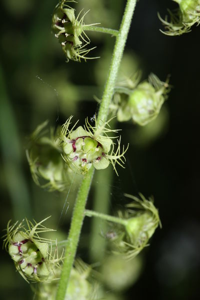 Soubor:Mitella caulescens 0975.JPG