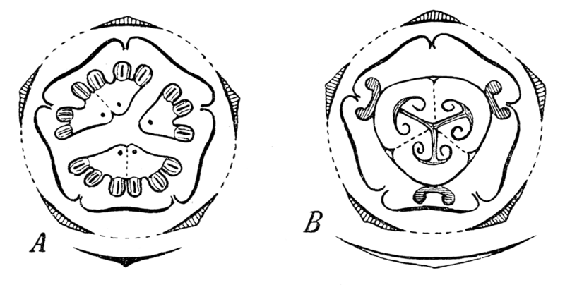 Soubor:Ecballium flowerdiagrams.png