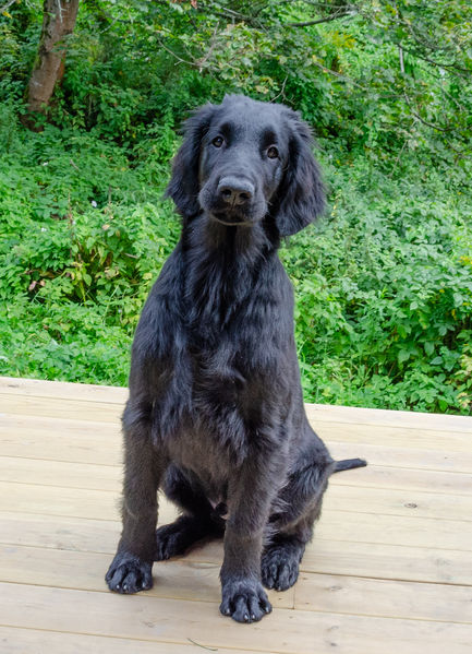 Soubor:Flat-Coated Retriever front.jpg