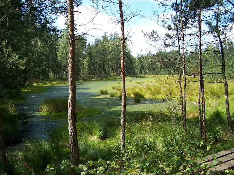 Soubor:Pohled-do-vytěženého-rašeliniště-na-Červeném-blatu.jpg