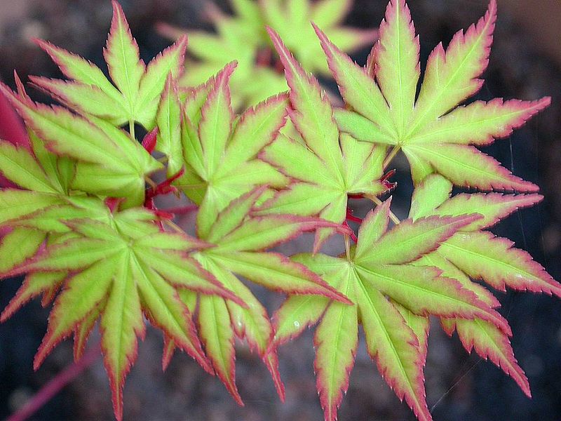 Soubor:Acer palmatum sango kaku.jpg