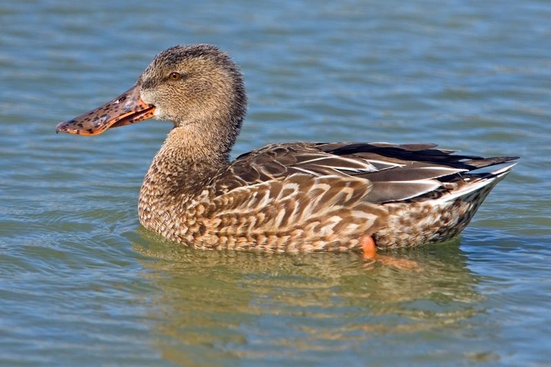 Soubor:Northern Shoveler (Female).jpg