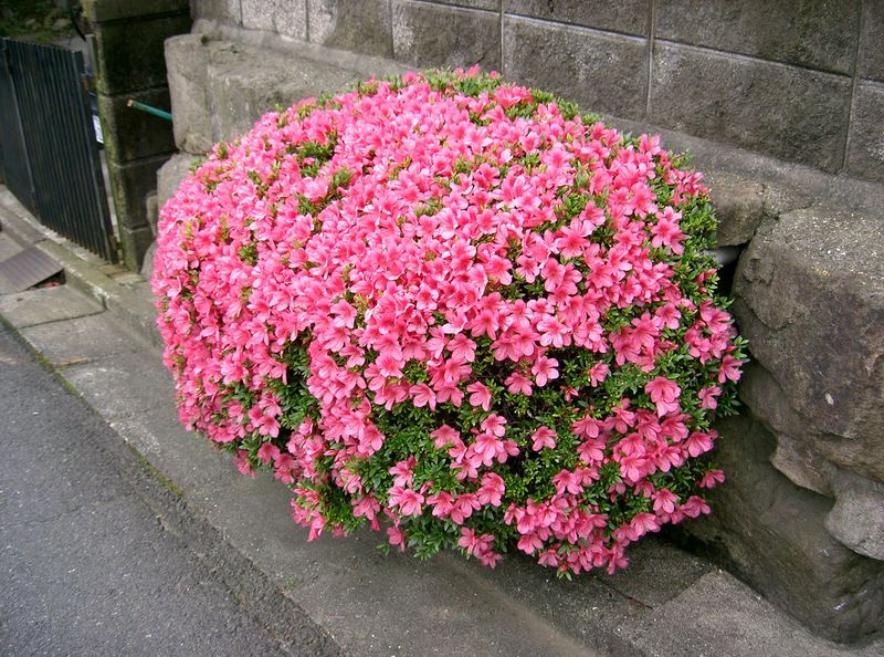 Soubor:Rhododendron indicum2.jpg