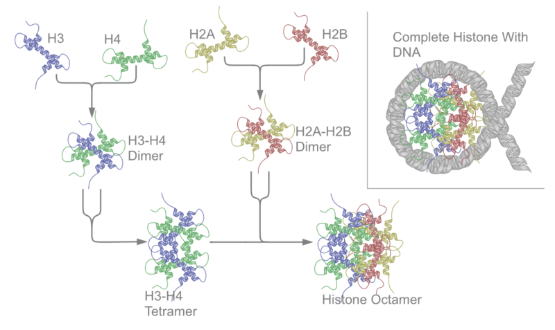 Soubor:Nucleosome structure.png