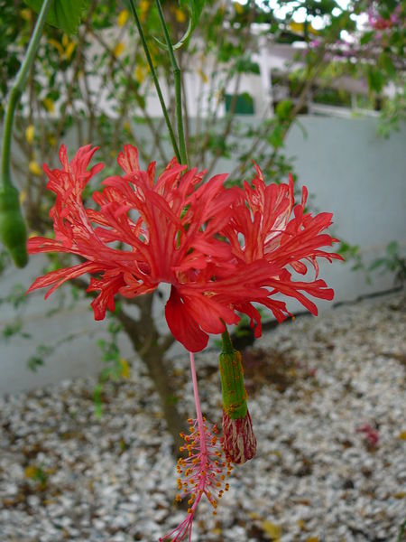 Soubor:Hibiscus schizopetalus 0005.jpg