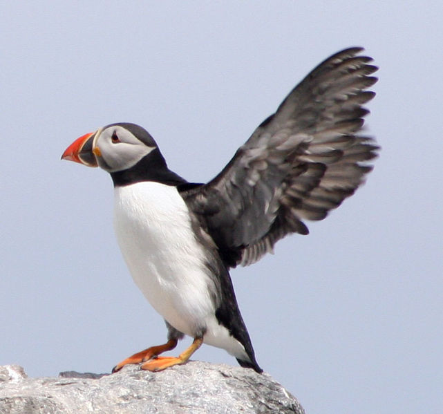 Soubor:Puffins-fi2.jpg