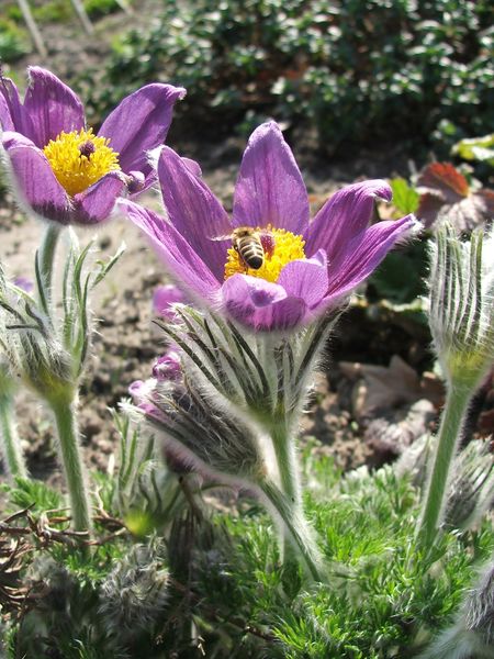 Soubor:Pulsatilla gayerii.jpg