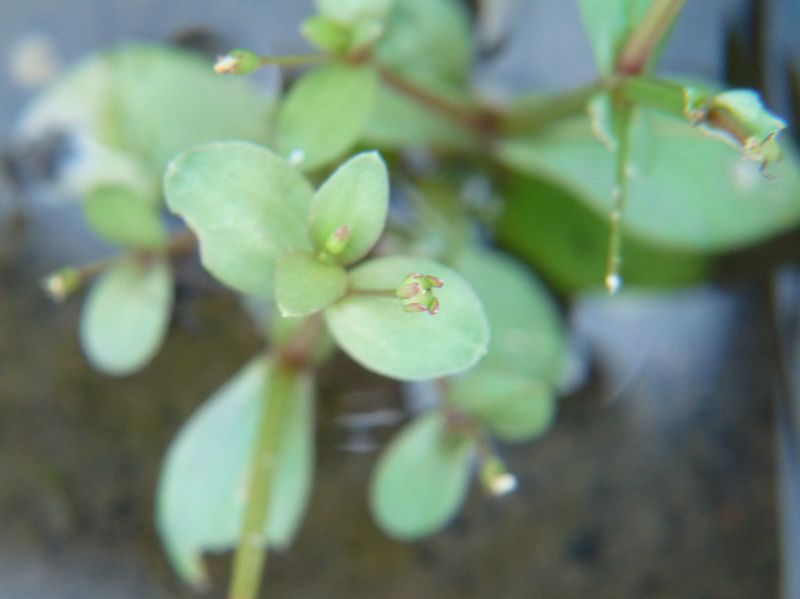 Soubor:Lindernia procumbens.JPG