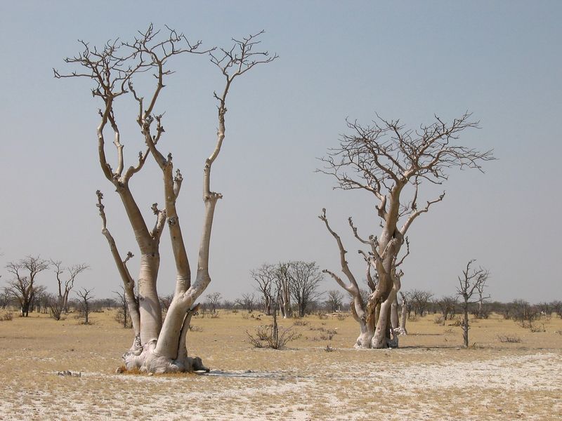 Soubor:Moringabäume Sprokieswoud Etosha.jpg