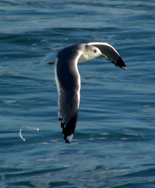 Soubor:Larus schistisagus.jpg