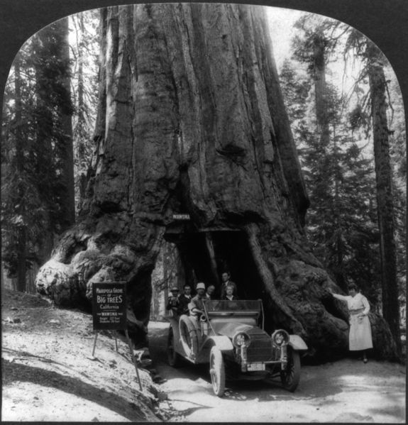 Soubor:Wawona tree1.jpg