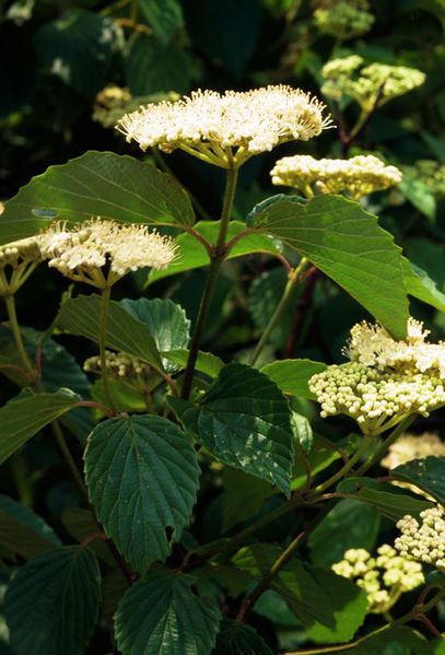 Soubor:Viburnum dentatum flowers.jpg