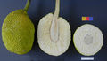 ARS breadfruit49.jpg