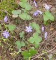 Hepatica nobilis.jpg