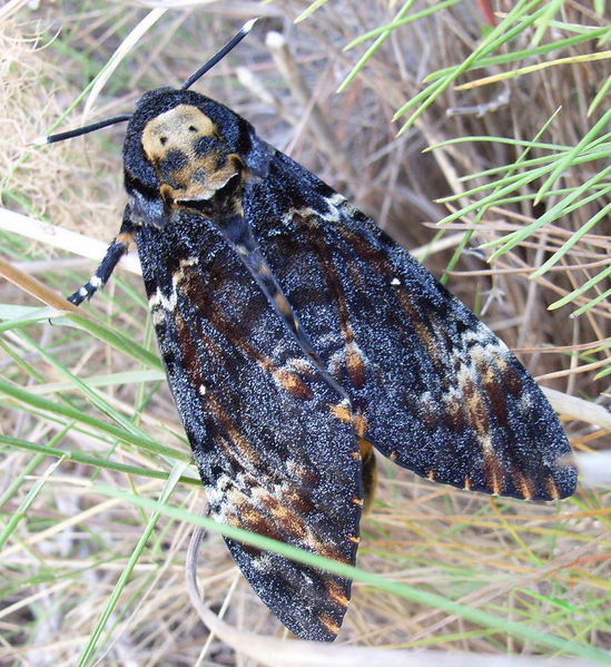 Soubor:Acherontia atropos bl.jpg