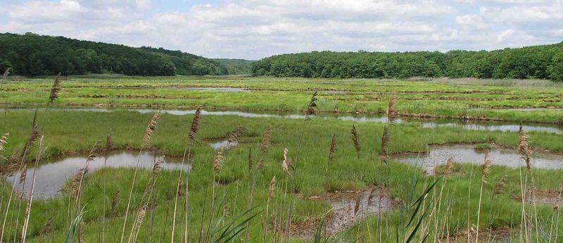 Soubor:Bride-Brook-Salt-Marsh-s.jpg