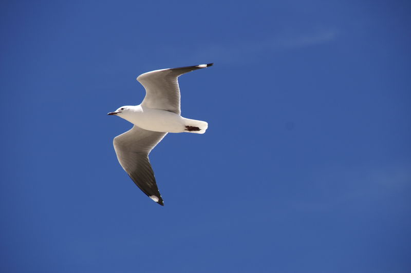 Soubor:Gull capetown.JPG