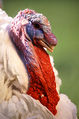 Large White turkey male.jpg