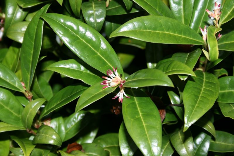 Soubor:Sarcococca-hookeriana-humilis-flowers.JPG