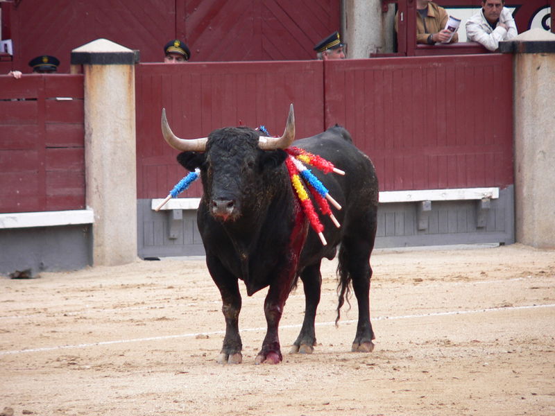 Soubor:Toroencorrida.JPG