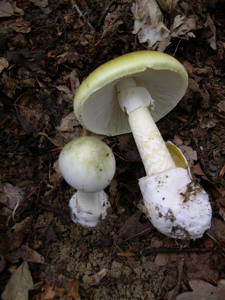 Soubor:Amanita phalloides 1.JPG