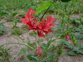 Hibiscus schizopetalus 0001.jpg