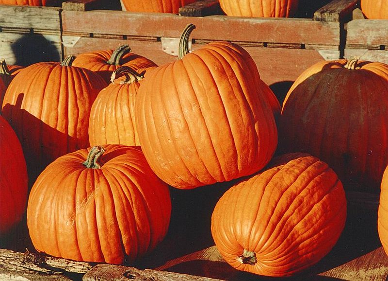 Soubor:Pumpkins.jpg