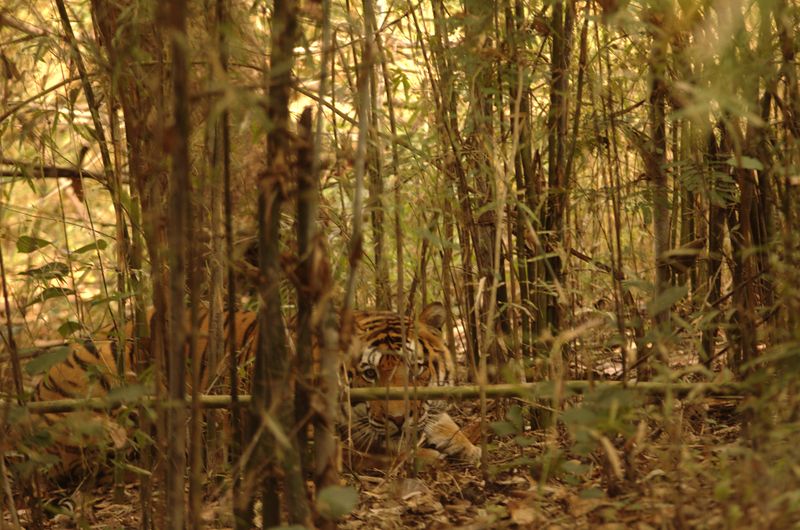 Soubor:Tiger-in-kanha.jpg