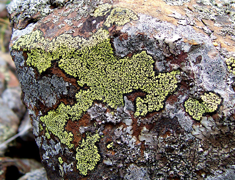 Soubor:Rhizocarpon geographicum01.jpg