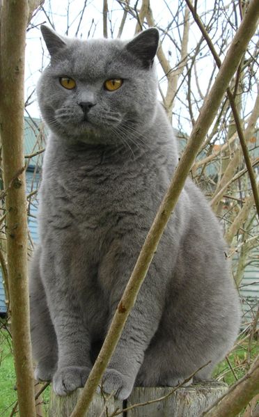 Soubor:Britishblue.jpg