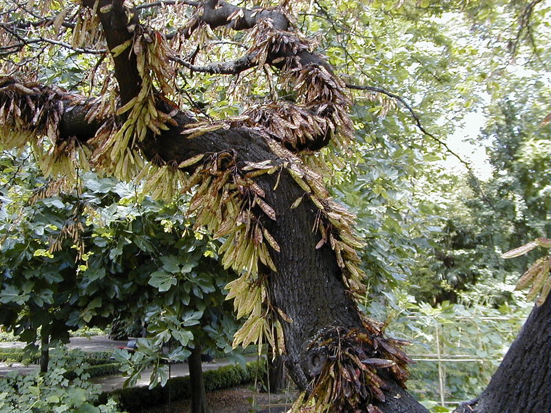 Soubor:Cercis siliquastrum RJB.jpg