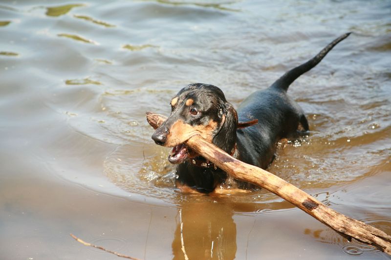 Soubor:Dachshund swimming with stick.jpg