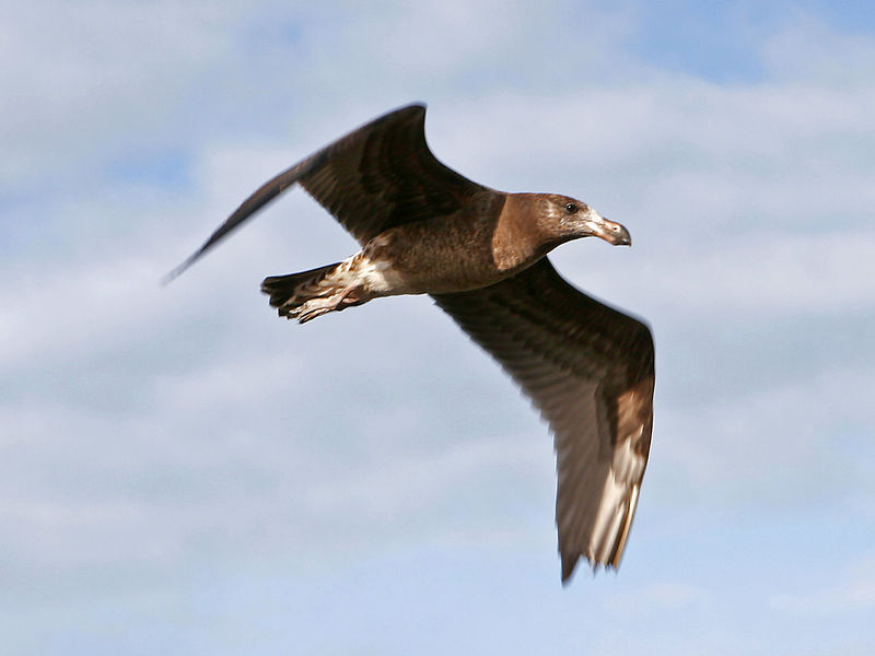 Soubor:Pacific gull.jpg