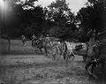 13 pounder gun team 1918 IWM Q 6720.jpg
