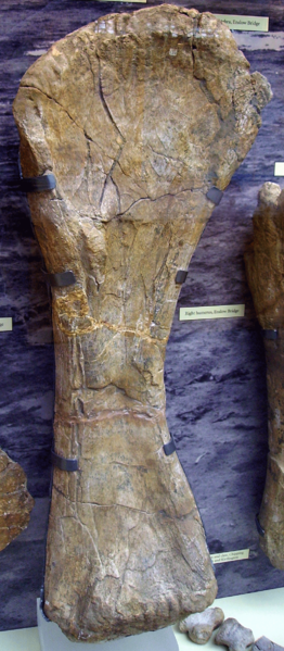 Soubor:Cetiosaurus rt humerus2.png