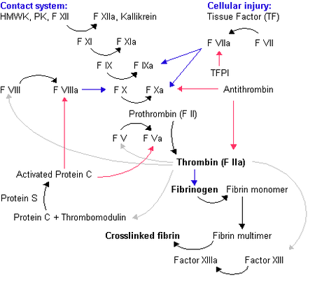 Coagulation cascade.png